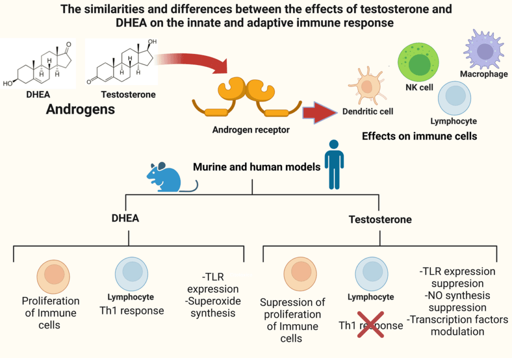 Infographic comparing DHEA and testosterone, highlighting their differences and similarities in hormone health and function.
