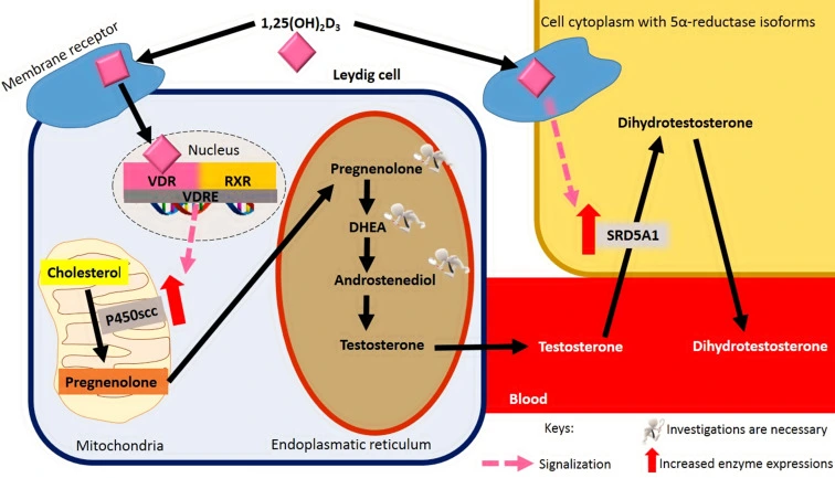 Infographic showing the role of vitamin D in male hormone health and testosterone production, supported by scientific research.