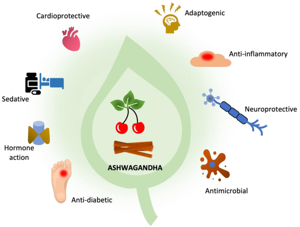 Infographic highlighting the benefits of Ashwagandha as a natural testosterone booster, supported by modern scientific studies.